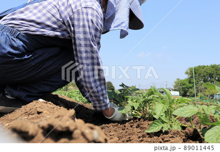 家庭菜園　シニア女性 89011445