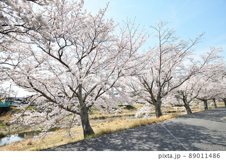 河原の桜並木 河原の桜並木 89011486