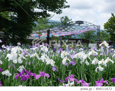 満開のアヤメ　あやめ　長井あやめ公園 89011872