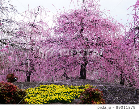 満開の「枝垂れ梅」庭園風景 89011879