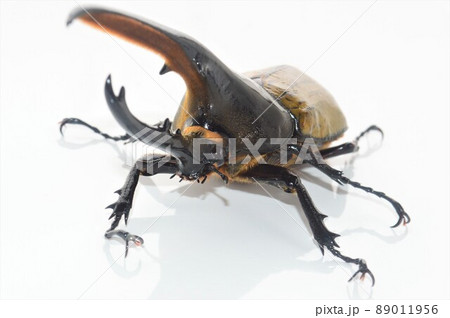 ヘラクレスオオカブトのヘラクレスヘラクレス　白背景 89011956