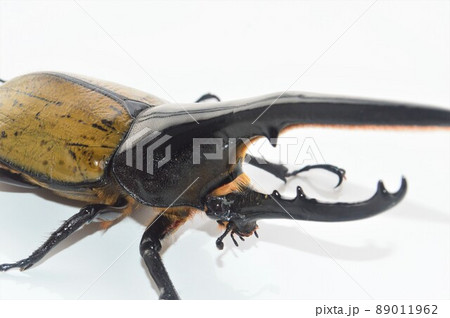 ヘラクレスオオカブトのヘラクレスヘラクレス 白背景 ヘラクレスオオカブトのヘラクレスヘラクレス 白背景 89011962