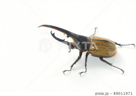ヘラクレスオオカブトのヘラクレスヘラクレス 白背景 ヘラクレスオオカブトのヘラクレスヘラクレス 白背景 89011971