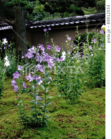 京都 東福寺天徳院の桔梗 京都 東福寺天徳院の桔梗 89012033