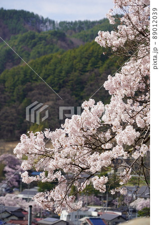 信州長野・高遠城址さくら祭り・日本三大桜名所、高遠の小彼岸桜が天下第一の桜です。 信州長野・高遠城址さくら祭り・日本三大桜名所、高遠の小彼岸桜が天下第一の桜です。 89012039