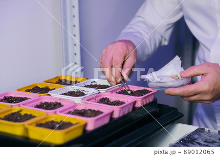 A laboratory assistant's hand holds a corn seed in tweezers, and corn seeds in a petri dish are decorated with plates with the names of E. Food Laboratory additives. A laboratory assistant's hand holds a corn seed in tweezers, and corn seeds in a petri dish are decorated with plates with the names of E. Food Laboratory additives. 89012065