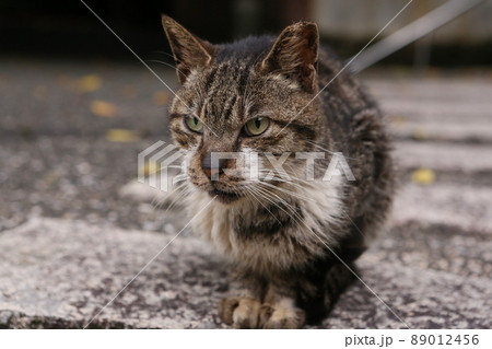 猫 ねこ ネコ 89012456