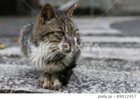 猫 ねこ ネコ 89012457