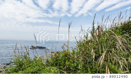 城ヶ島の春 城ヶ島の春 89012490