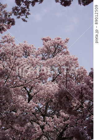 信州長野・高遠城址さくら祭り・日本三大桜名所、高遠の小彼岸桜が天下第一の桜です。 信州長野・高遠城址さくら祭り・日本三大桜名所、高遠の小彼岸桜が天下第一の桜です。 89012509