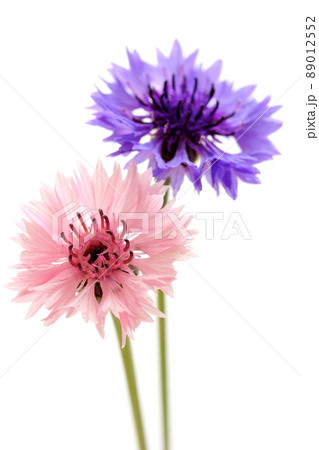 ヤグルマソウ 89012552