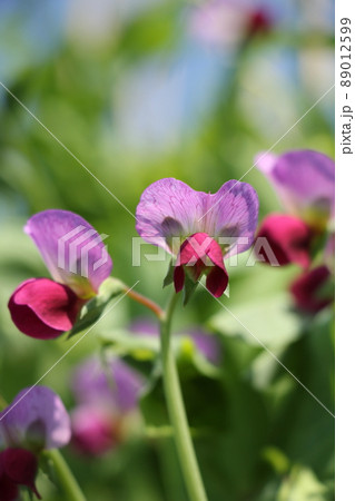 サヤエンドウの花 サヤエンドウの花 89012599