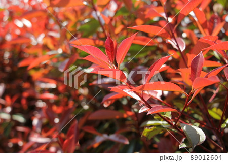 アカメモチの新葉 アカメモチの新葉 89012604