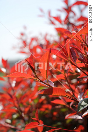 アカメモチの新葉 89012607