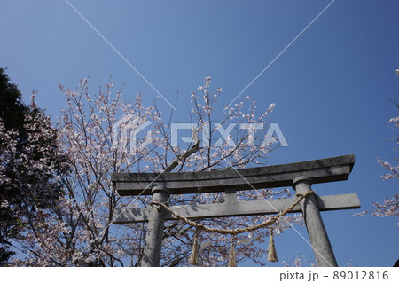 青空に映える千葉県南房総市の八幡神社の石造りの鳥居と桜 青空に映える千葉県南房総市の八幡神社の石造りの鳥居と桜 89012816