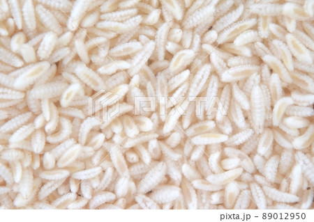 タマバエ ウジ 群れ タマバエ ウジ 群れ 89012950