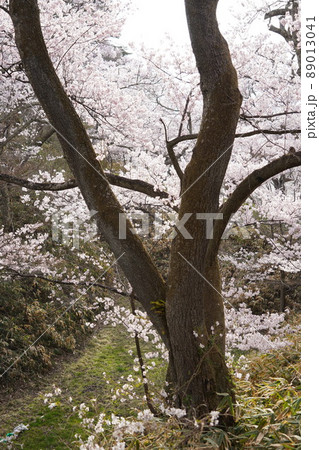信州長野・高遠城址さくら祭り・日本三大桜名所、高遠の小彼岸桜が天下第一の桜です。 89013041