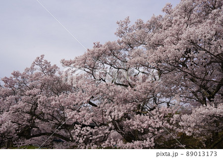信州長野・高遠城址さくら祭り・日本三大桜名所、高遠の小彼岸桜が天下第一の桜です。 信州長野・高遠城址さくら祭り・日本三大桜名所、高遠の小彼岸桜が天下第一の桜です。 89013173