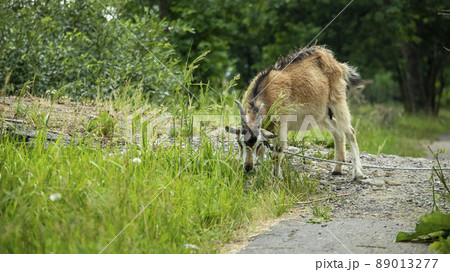 a horned adult goat on a leash grazes in a meadow and eats grass a horned adult goat on a leash grazes in a meadow and eats grass 89013277