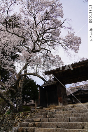 信州長野・高遠城址さくら祭り・日本三大桜名所、高遠の小彼岸桜が天下第一の桜です。 89013313