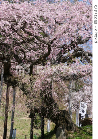 中島の地蔵桜（福島県・二本松市） 89013375