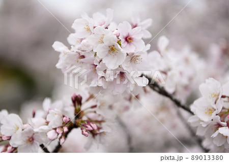 桜 桜 89013380