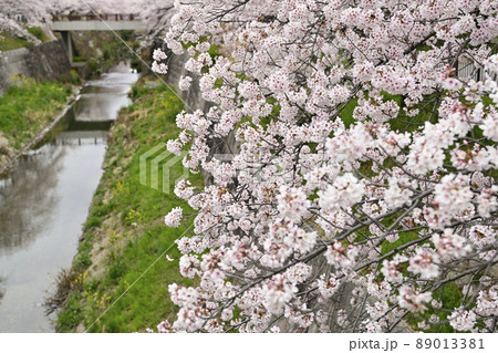 桜 89013381