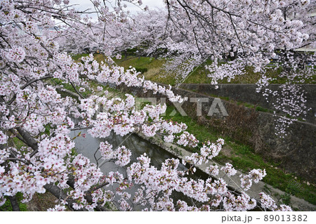 桜 桜 89013382