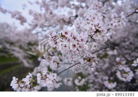 桜 桜 89013383