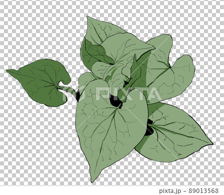Realistic illustration of Houttuynia cordata Realistic illustration of Houttuynia cordata 89013568