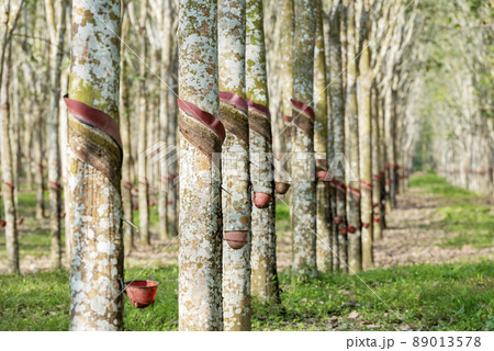 Rubber trees with latex cups 89013578