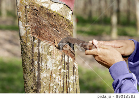 Farmer collecting latex from a rubber tree 89013583