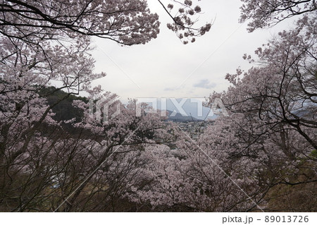 信州長野・高遠城址さくら祭り・日本三大桜名所、高遠の小彼岸桜が天下第一の桜です。 89013726