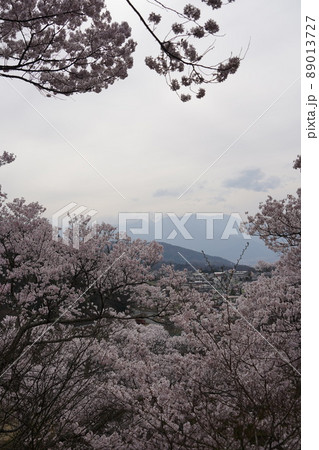 信州長野・高遠城址さくら祭り・日本三大桜名所、高遠の小彼岸桜が天下第一の桜です。 89013727