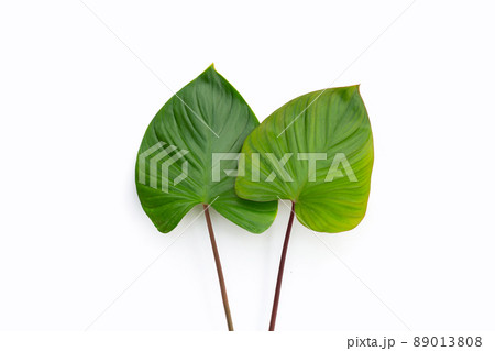 Green leaves of homalomena rubescens Green leaves of homalomena rubescens 89013808