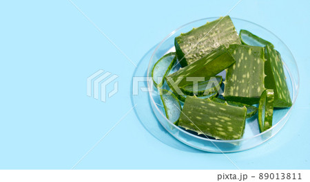 Aloe vera in petri dishes on blue background. Aloe vera in petri dishes on blue background. 89013811