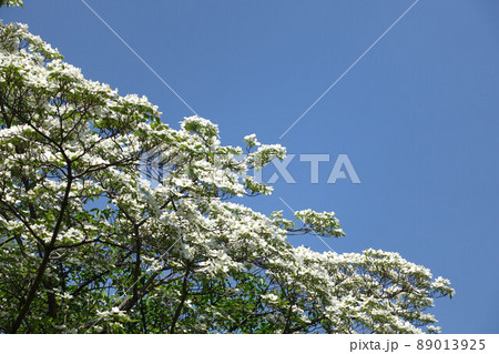 （花の風景）5月の花、ハナミズキ 対角線に半分の空 89013925