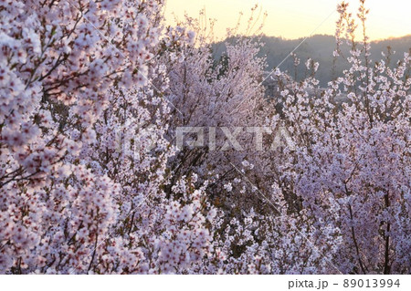 花木団地の桜(福島県・郡山市) 花木団地の桜(福島県・郡山市) 89013994
