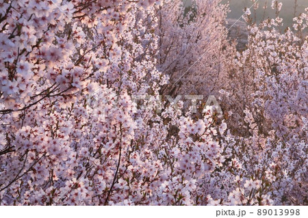 花木団地の桜（福島県・郡山市） 89013998