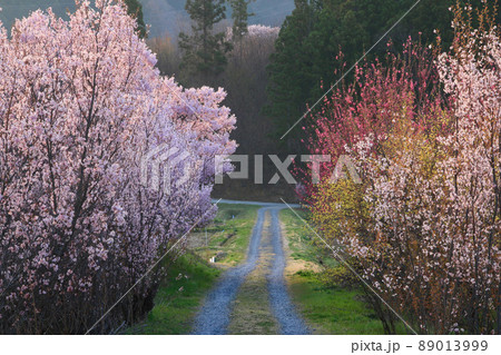 花木団地の桜（福島県・郡山市） 89013999