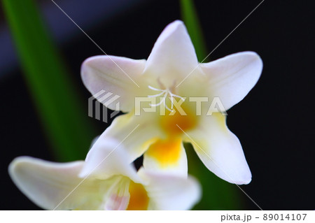 フリージアの花 フリージアの花 89014107