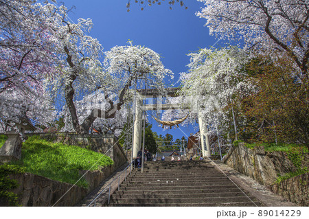 桜の烏帽子山公園 89014229