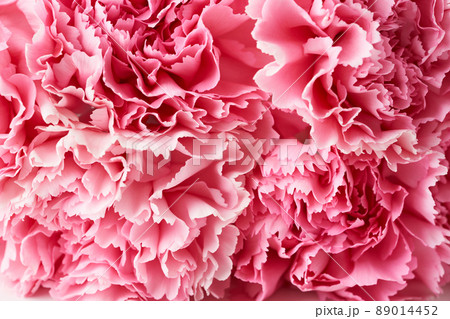 カーネーションのクローズアップ カーネーションのクローズアップ 89014452
