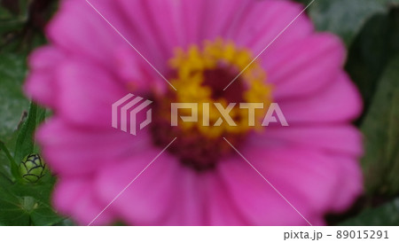 紫の花びらを精一杯に広げた花です。今を盛りにと咲き誇っています。 紫の花びらを精一杯に広げた花です。今を盛りにと咲き誇っています。 89015291