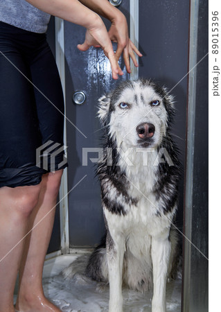 The owner washes her cute dog Siberian Husky 89015396