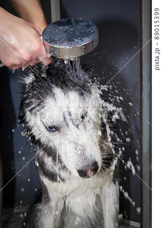 Hands soap the husky dog, siberian husky dog washing Hands soap the husky dog, siberian husky dog washing 89015399
