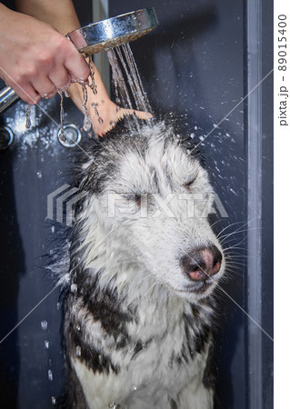 Hands soap the husky dog, siberian husky dog washing Hands soap the husky dog, siberian husky dog washing 89015400