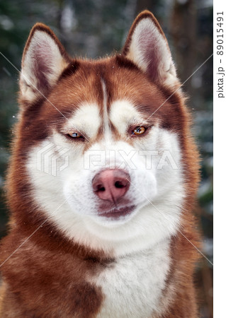 Husky dog grimacing. Funny face of a red Siberian Husky close-up. 89015491
