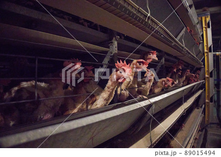 Close-up of laying hens in the coop, selective focus. Poultry farm. 89015494