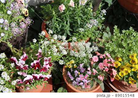 裏庭の種から育てた花の寄せ植え 89015548